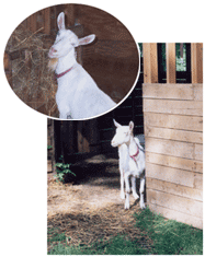 goats on the farm collage