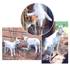 moisturizing goat milk soap